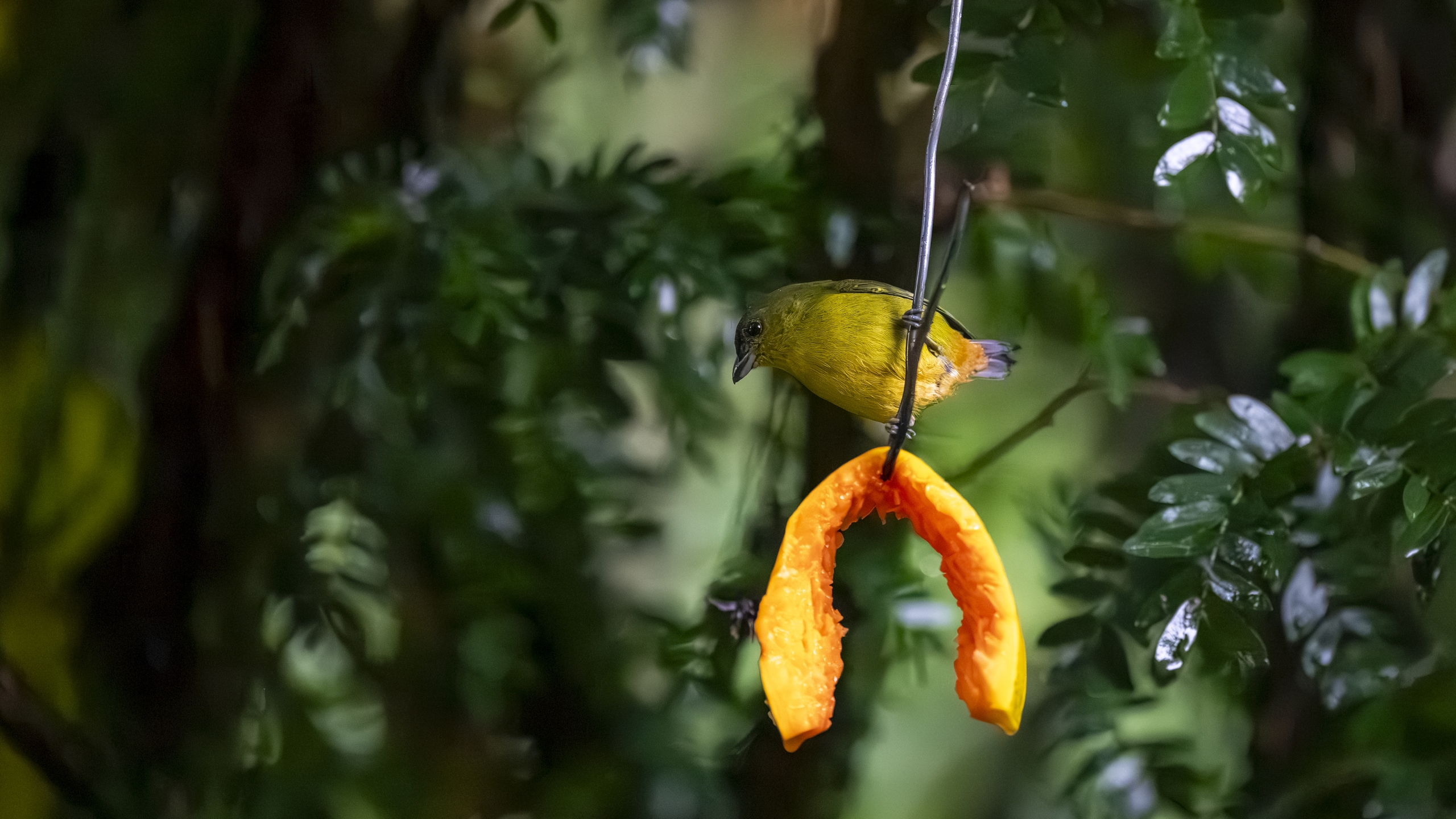 Kirsch- oder Cherrietangare - Ramphocelus passerinii costaricensis - Scarlet-rumped Tanager (costaricensis) - Tangara Costarricense
